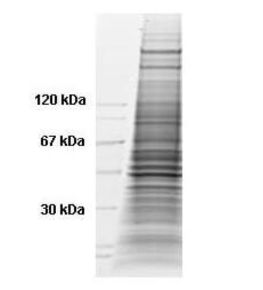 Coomassie stained SDS-PAGE of 35 μg of Etoposide Stimulated HeLa Whole Cell Lysate (Ready-to-Use) resolved on a 4-20% gradient gel under reducing conditions.
